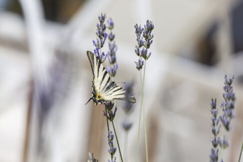 Moderne Villa mit Pool - Labin, Region Istrien